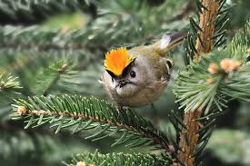 Attēlu rezultāti vaicājumam “Regulus regulus”