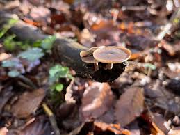 Attēlu rezultāti vaicājumam “Polyporus brumalis”