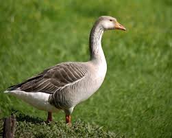 Attēlu rezultāti vaicājumam “Anser anser adult”