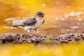 Image result for Cecropis daurica