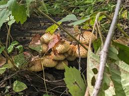 Attēlu rezultāti vaicājumam “Pholiota squarrosoides”