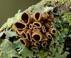 Attēlu rezultāti vaicājumam “Encoelia furfuracea”