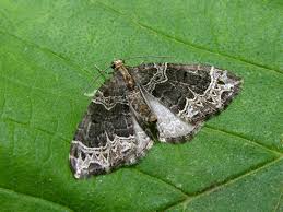 Attēlu rezultāti vaicājumam “Ecliptopera silaceata”