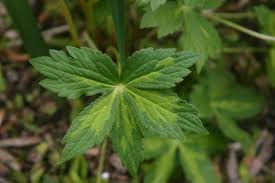 Attēlu rezultāti vaicājumam “Astrantia major leaf”