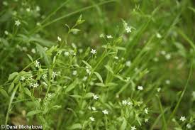 Attēlu rezultāti vaicājumam “Stellaria alsine”