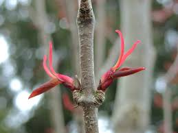 Attēlu rezultāti vaicājumam “Cercidiphyllum japonicum flower”