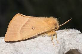 Attēlu rezultāti vaicājumam “Lasiocampa quercus imago”