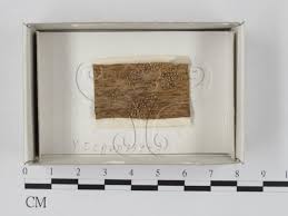 Attēlu rezultāti vaicājumam “Craterium leucocephalum”