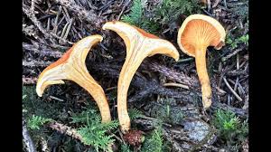 Attēlu rezultāti vaicājumam “Hygrophoropsis aurantiaca”
