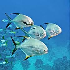 Image result for Trachinotus falcatus