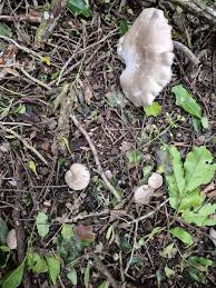 Attēlu rezultāti vaicājumam “Clitocybe nebularis”