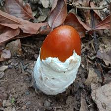 Attēlu rezultāti vaicājumam “Badhamia capsulifera var. arborea sessile”