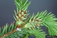 Attēlu rezultāti vaicājumam “Sacchiphantes abietis”