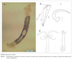 Image result for Argyrosomus inodorus