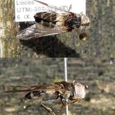 Attēlu rezultāti vaicājumam “Leucozona glaucia”