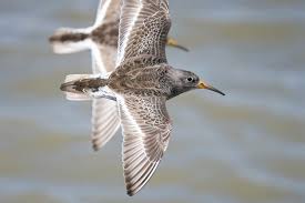 Attēlu rezultāti vaicājumam “Calidris maritima”