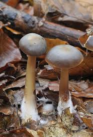 Attēlu rezultāti vaicājumam “Collybia tuberosa”