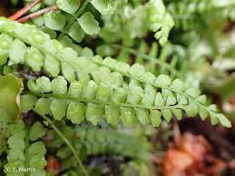 Attēlu rezultāti vaicājumam “Asplenium viride”