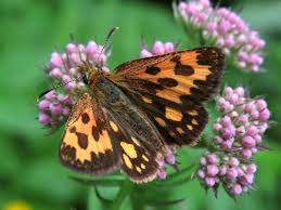 Attēlu rezultāti vaicājumam “Carterocephalus silvicolus”