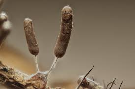 Attēlu rezultāti vaicājumam “Stemonitopsis typhina var. similis macro”