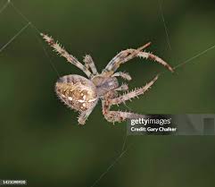 Attēlu rezultāti vaicājumam “Araneus diadematus”