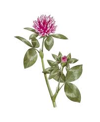 Attēlu rezultāti vaicājumam “Trifolium pratense”