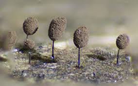 Attēlu rezultāti vaicājumam “Comatricha pulchella”