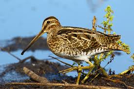 Attēlu rezultāti vaicājumam “Gallinago gallinago eggs”