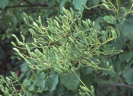Attēlu rezultāti vaicājumam “Syringa vulgaris fruit”