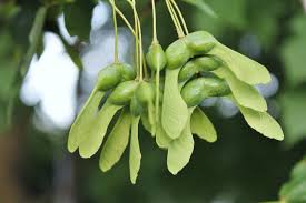 Attēlu rezultāti vaicājumam “Acer saccharinum fruit”