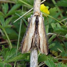 Attēlu rezultāti vaicājumam “Cucullia verbasci”