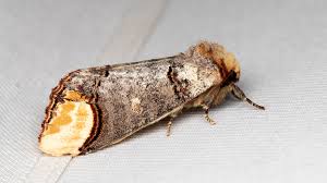 Attēlu rezultāti vaicājumam “Phalera bucephala”