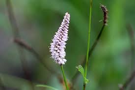 Attēlu rezultāti vaicājumam “Bistorta major”