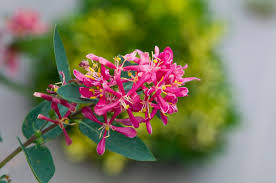 Attēlu rezultāti vaicājumam “Lonicera tatarica”