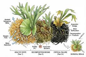 Attēlu rezultāti vaicājumam “Sphagnum fallax sporophyte”