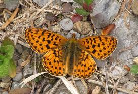 Attēlu rezultāti vaicājumam “Clossiana euphrosyne underside”