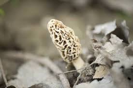 Attēlu rezultāti vaicājumam “Morchella esculenta”