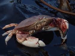 Image result for Cancer borealis