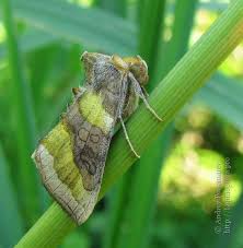 Attēlu rezultāti vaicājumam “Diachrysia tutti”