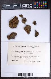 Attēlu rezultāti vaicājumam “Fossombronia wondraczekii”