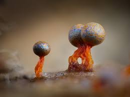 Attēlu rezultāti vaicājumam “Physarum bitectum macro”