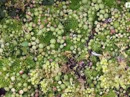 Attēlu rezultāti vaicājumam “Jovibarba globifera fruit”