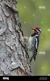 Image result for Sphyrapicus varius