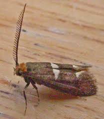 Attēlu rezultāti vaicājumam “Incurvariidae”