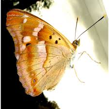 Attēlu rezultāti vaicājumam “Apatura ilia male”