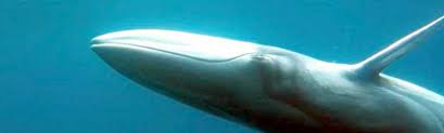 Image result for Balaenoptera omurai