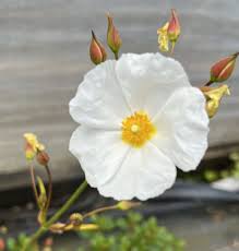 Attēlu rezultāti vaicājumam “Libanotis montana flower”