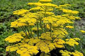 Image result for Achillea filipendulina
