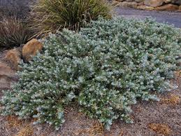 Attēlu rezultāti vaicājumam “Scrophulariaceae”