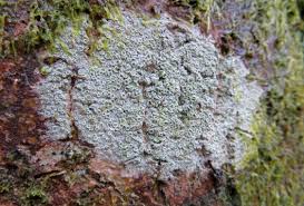 Attēlu rezultāti vaicājumam “Lecanora chlarotera”